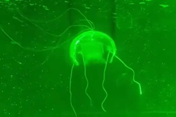 “水下幽灵”问世！西工大研制透明仿生水母机器人：功耗仅28.5毫瓦